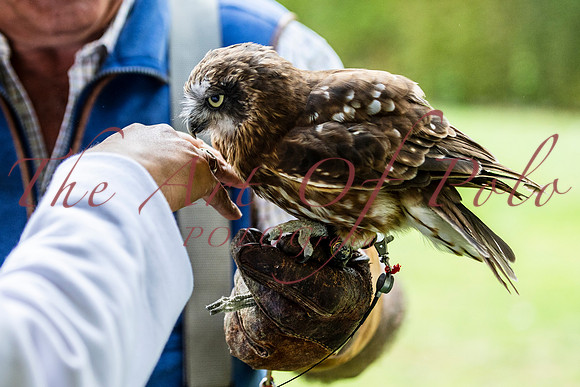 01_09_25_AOP_0691