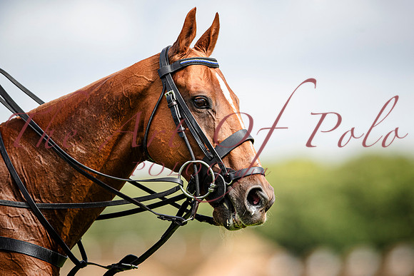 25_08_24_AOP_0250