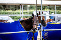31_05_26 QC : Balanz Capital 12 vs Park Place 7; Shoreline 10 vs Sujan Tigers 9 (extra chukker)