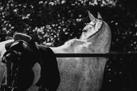 13_06_23_AOP_014