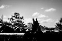 17_10_26_AOP_003