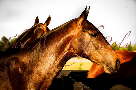 10_11_15_A 017-2