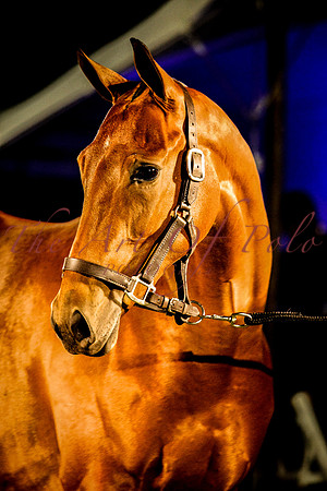 13_11_15_A 041-2