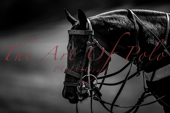 VHM_1_AOP_178