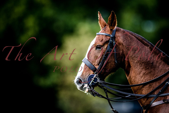 21_09_17_AOP_036