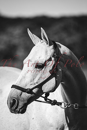 17_09_22_AOP_028