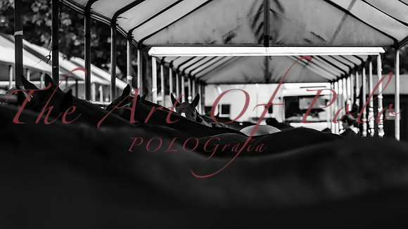 03_06_21_AOP_272