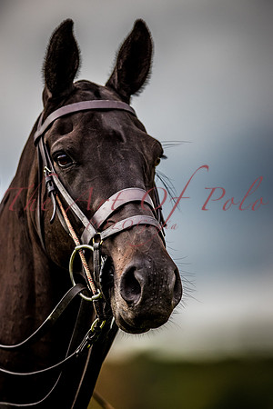 17_09_21_146