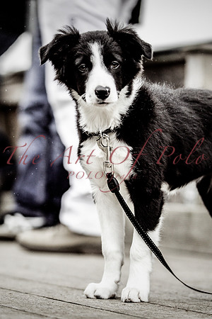 14_11_21_AOP_236