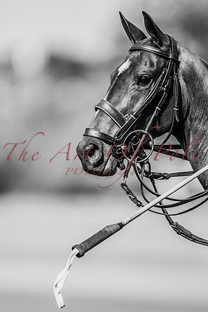 29_07_20_AOP_133