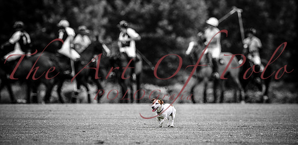Pitch Invasion