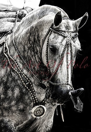 Criollo Grey