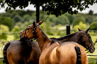 23_05_23_AOP_673